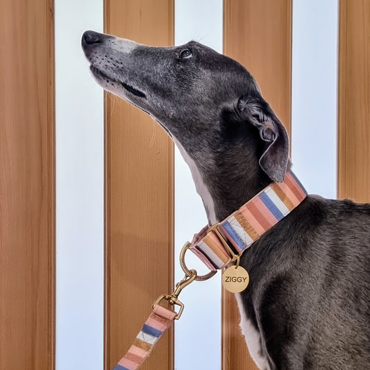 Whippet wearing stripe dog collar