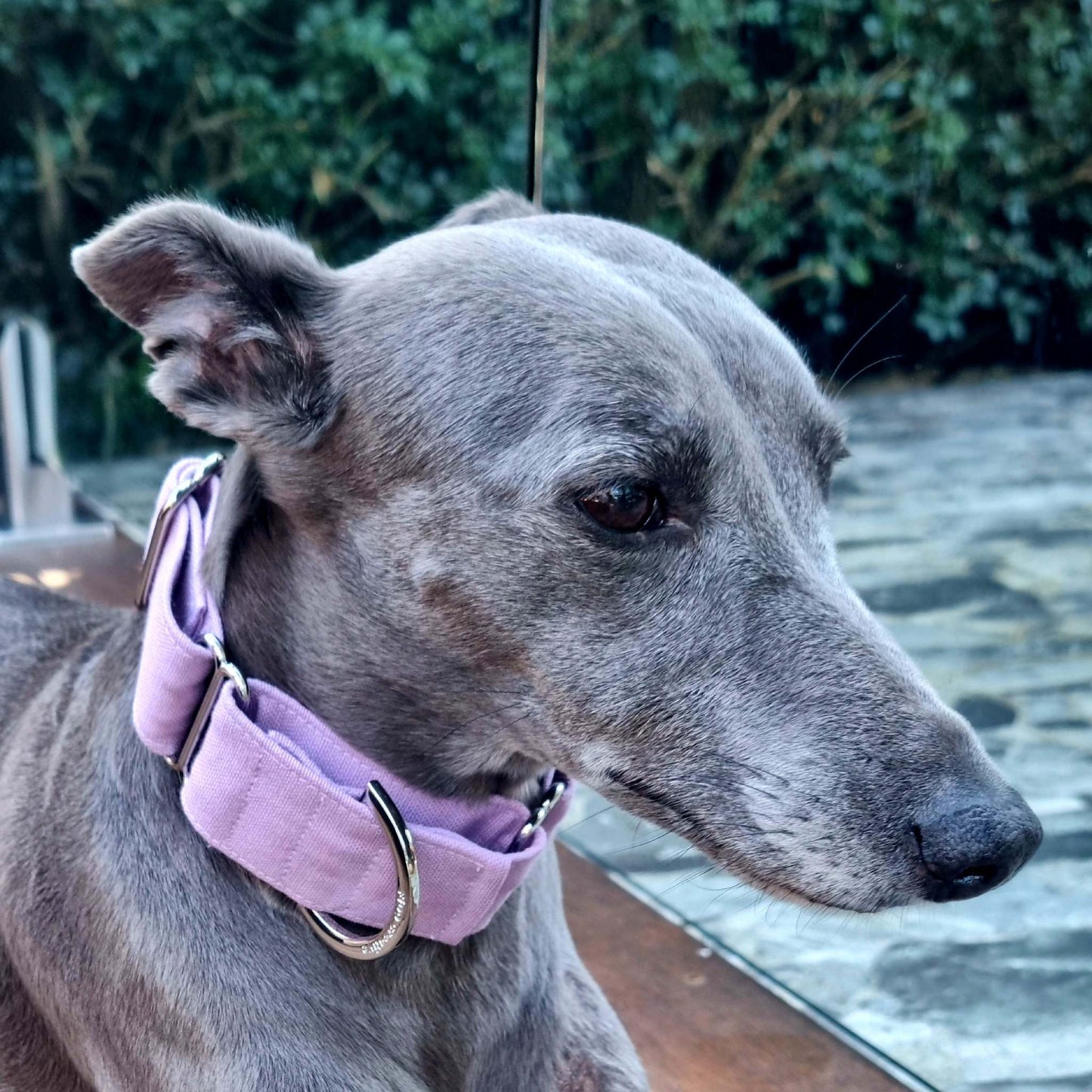 light purple lilac whippet collar