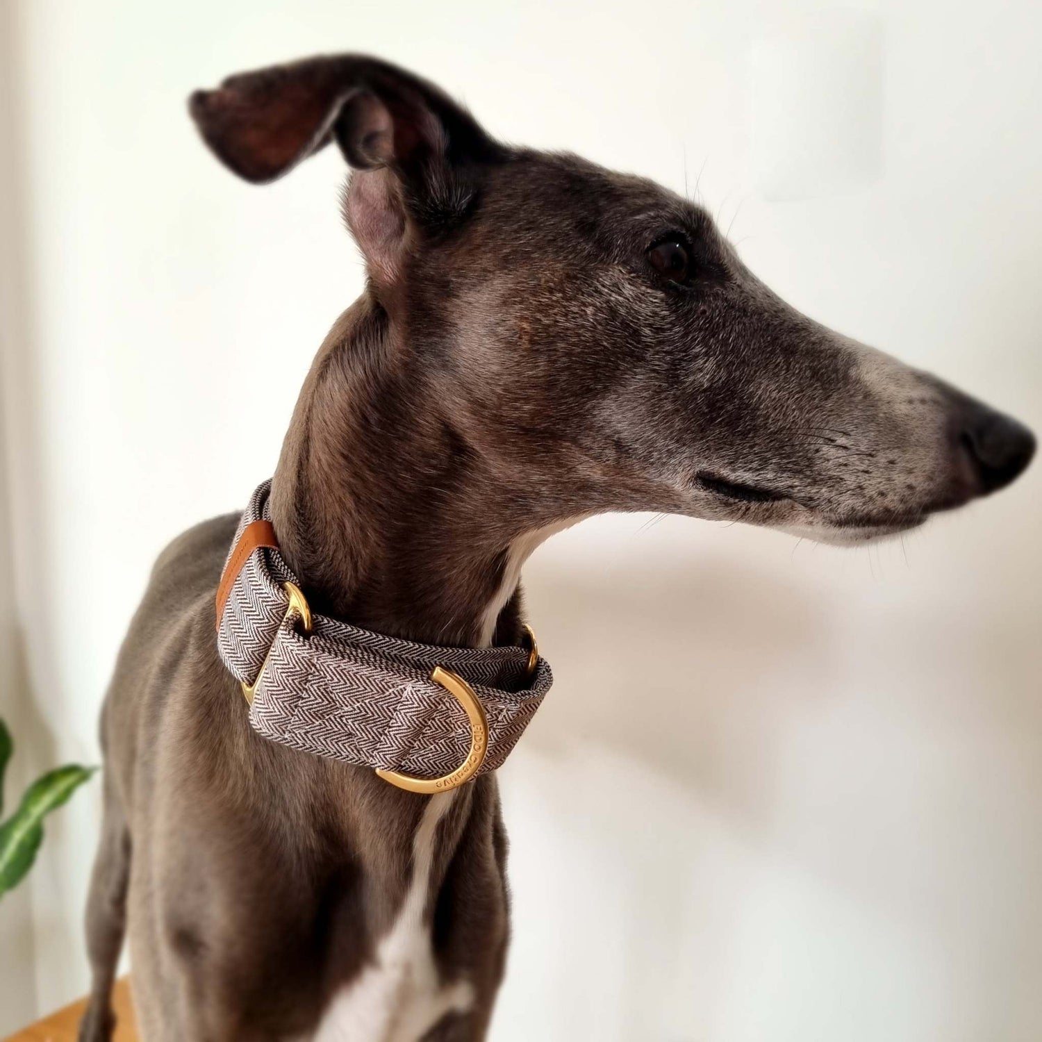 chevron whippet collar