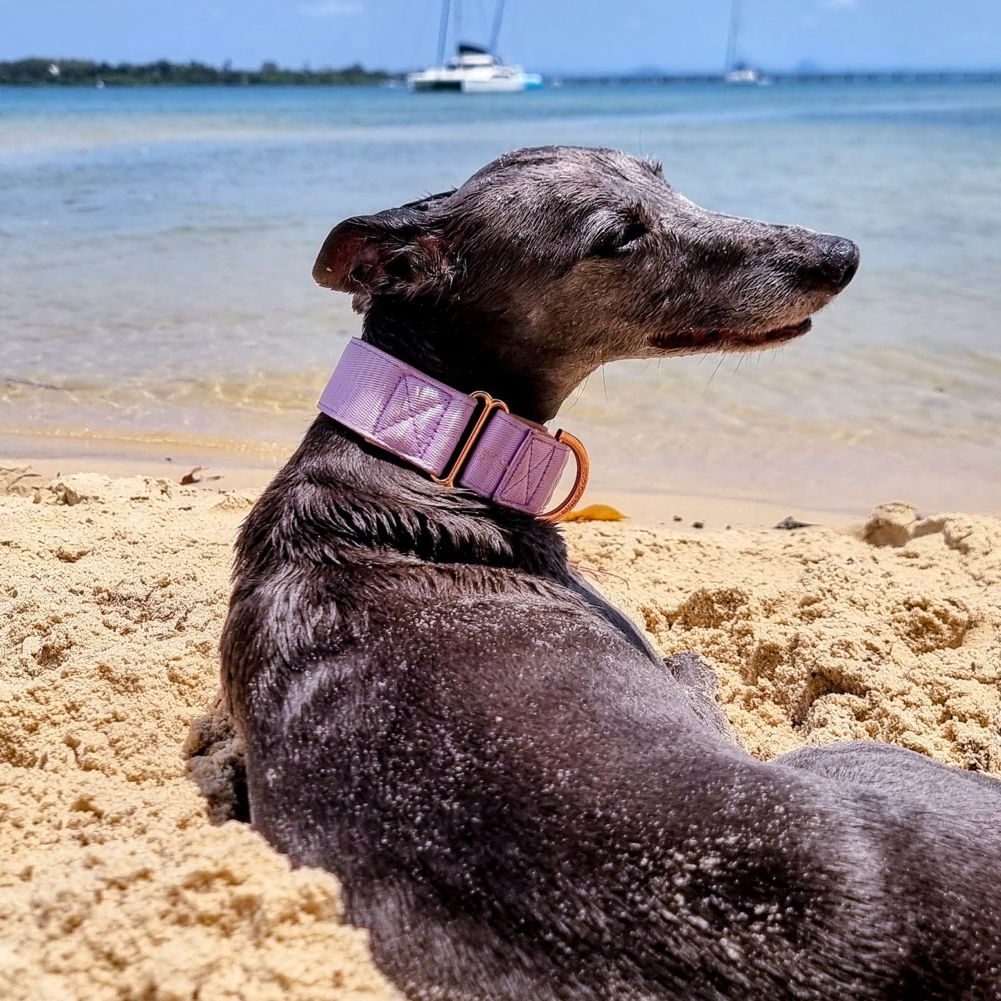 Lilac Dreams Martingale collar – Padded Light Purple, personalised with Dog’s Name Optional