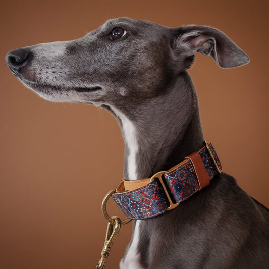 A whippet wearing a colorful martingale collar
