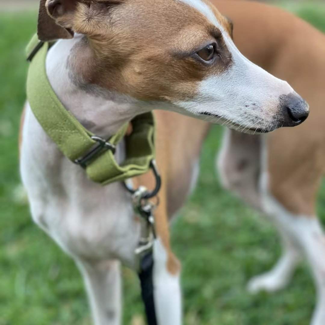 Green Italian greyhound collar