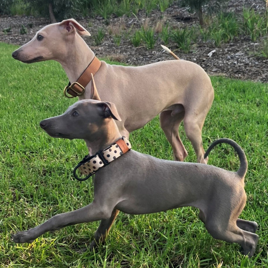 Italian greyhound collars