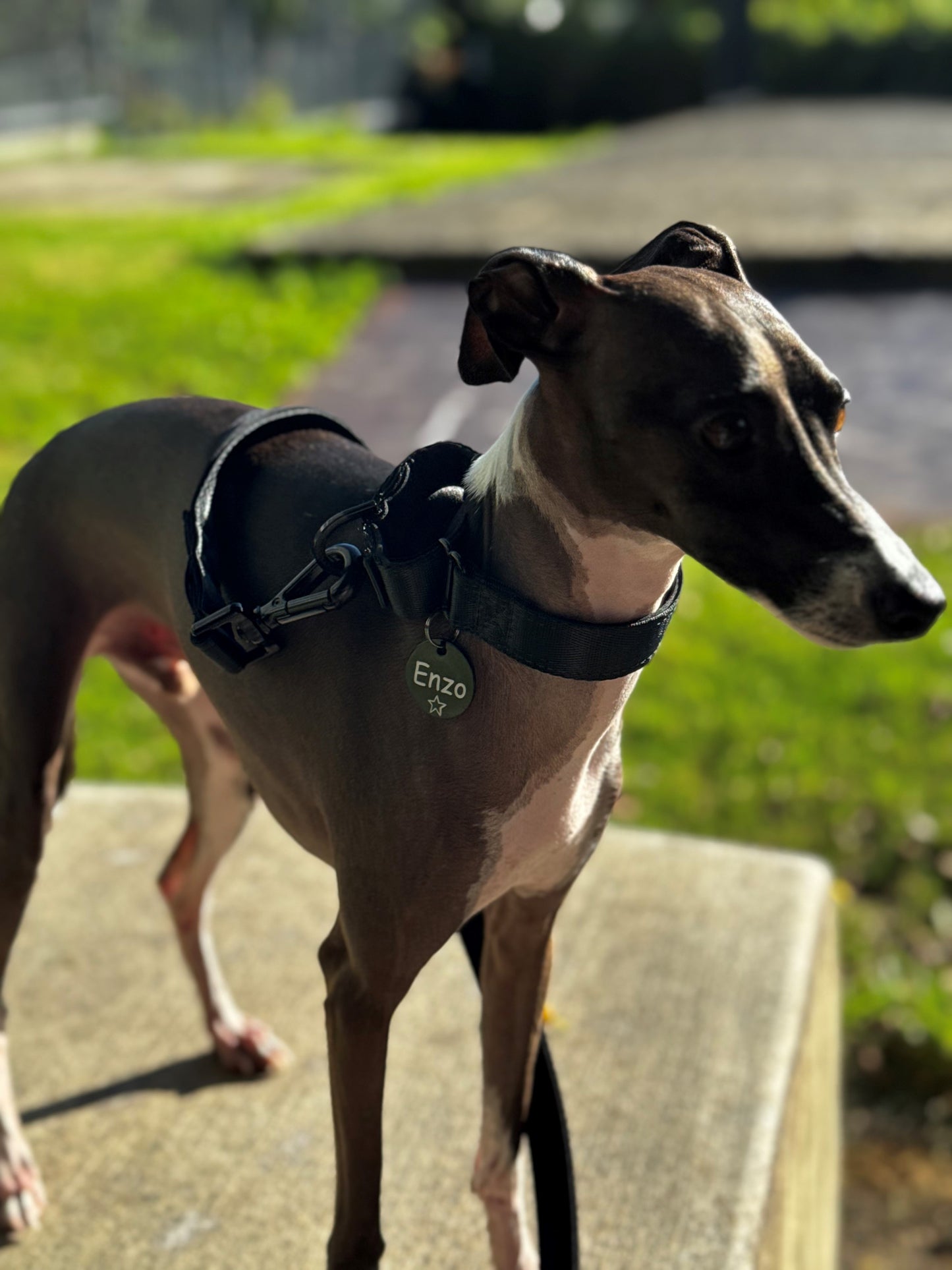 Black Martingale Dog Collar Padded for comfort, Durable for Training