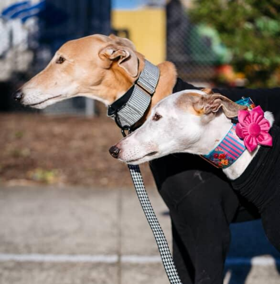Dog Collar Flower, Pink Velvet