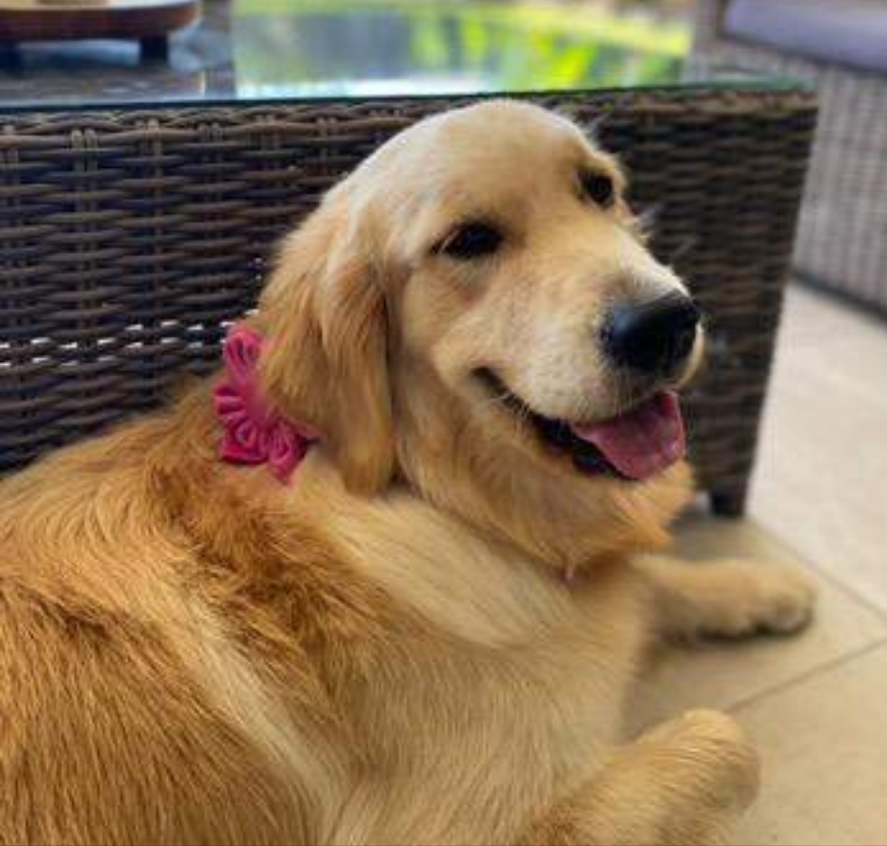 Dog Collar Flower, Pink Velvet