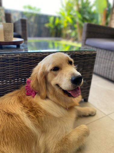 Dog Collar Flower, Pink Velvet