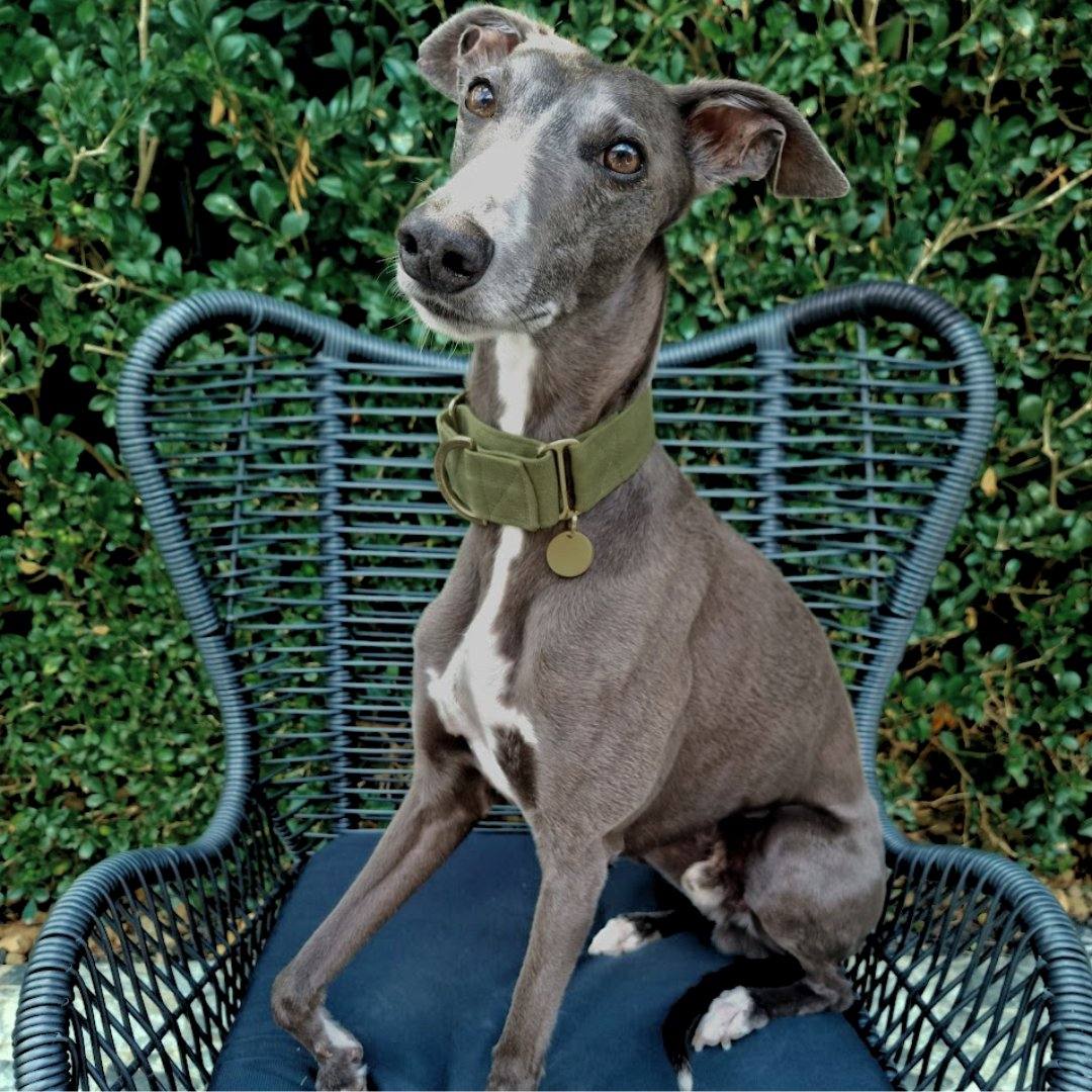 Green whippet collar