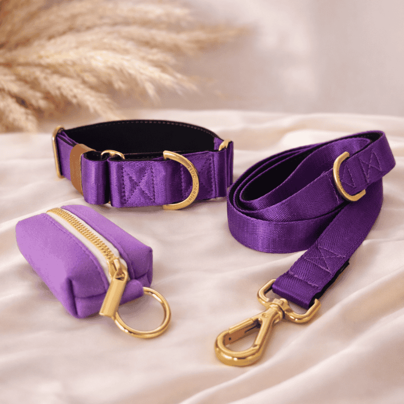 Purple martingale collar and leash set