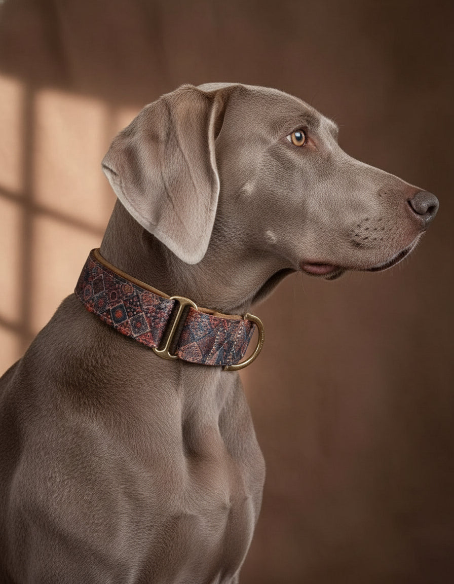 Dog wearing a patterned collar against a brown background