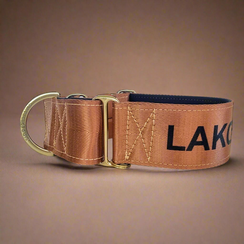 Brown martingale dog collar with gold and name on collar
