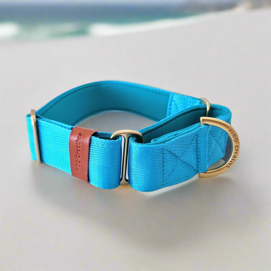 Bright blue martingale collar - Padded