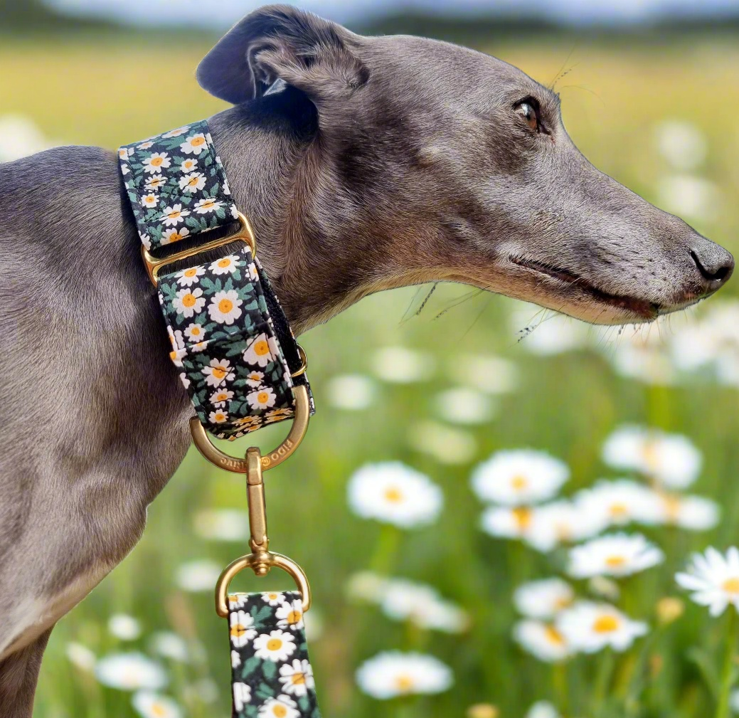 Green daisy martingale collar