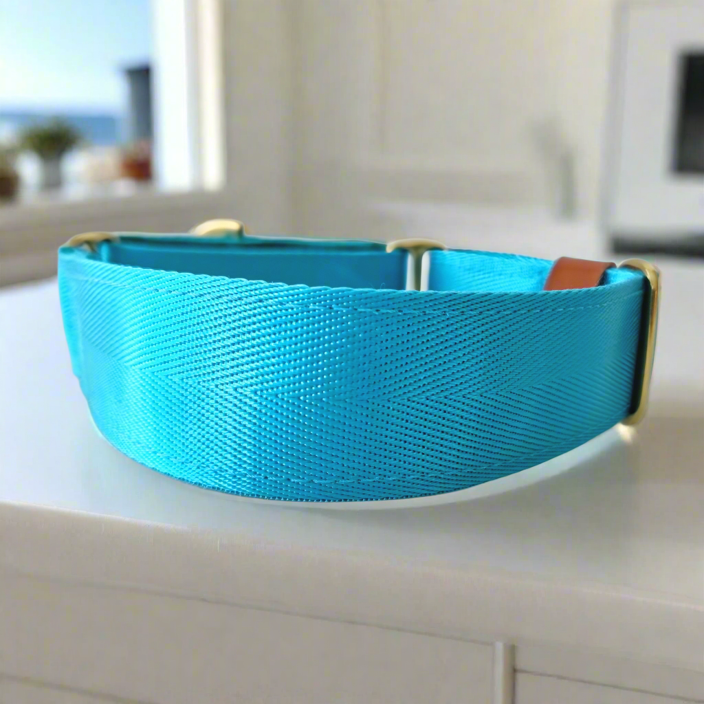 Bright blue martingale collar - Padded