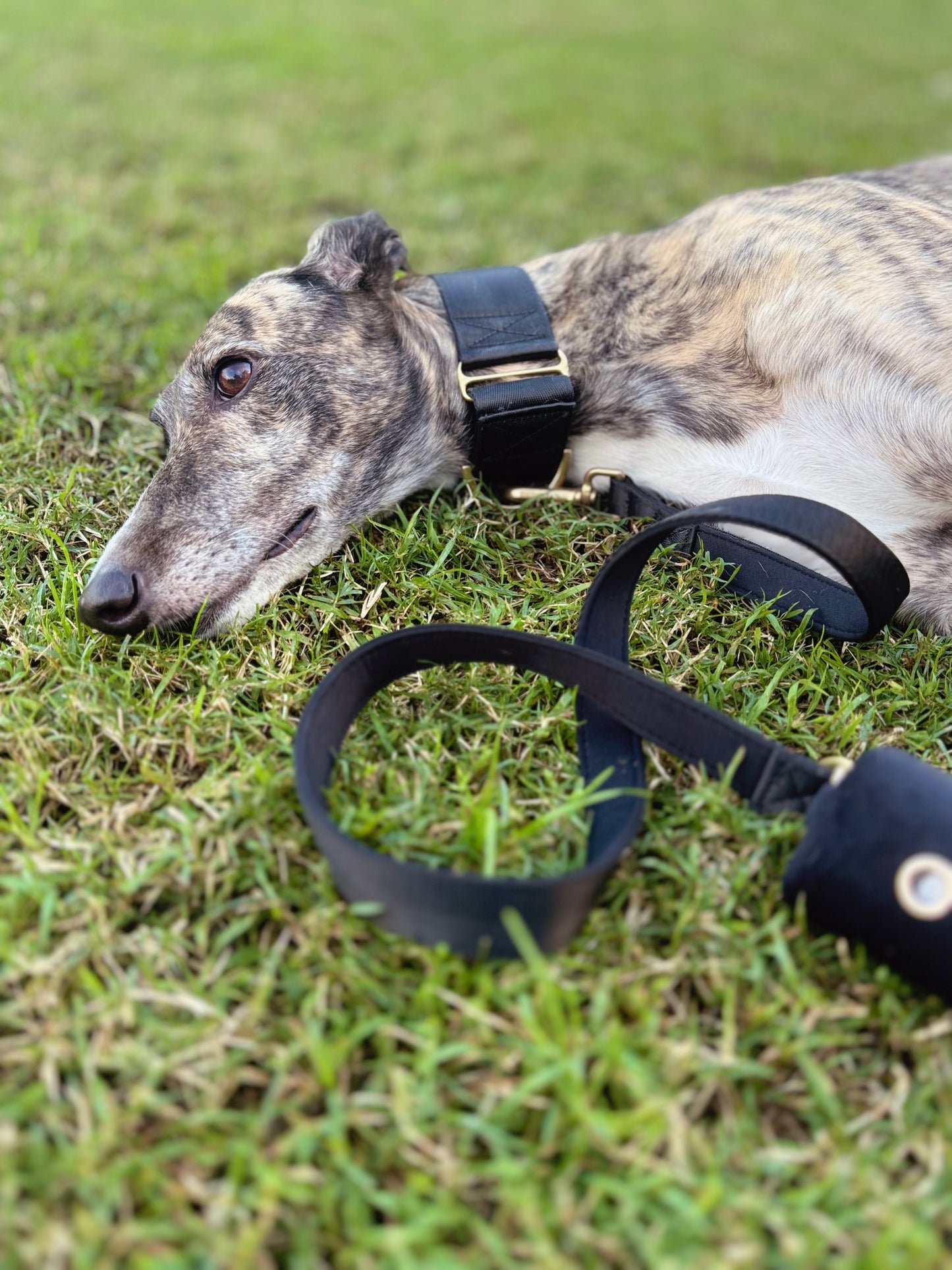 Black dog leash - neoprene padded
