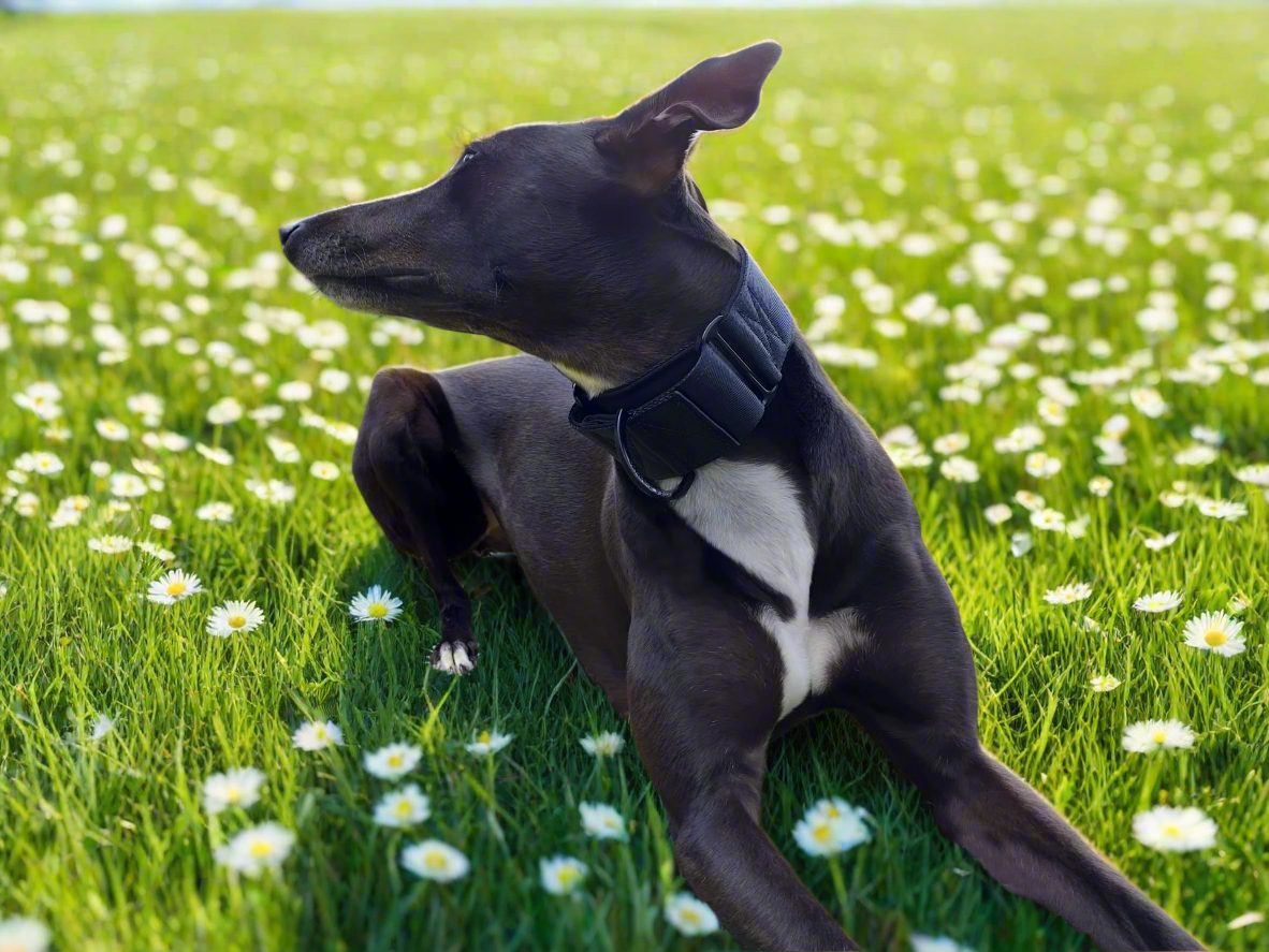 Black martingale collar - padded