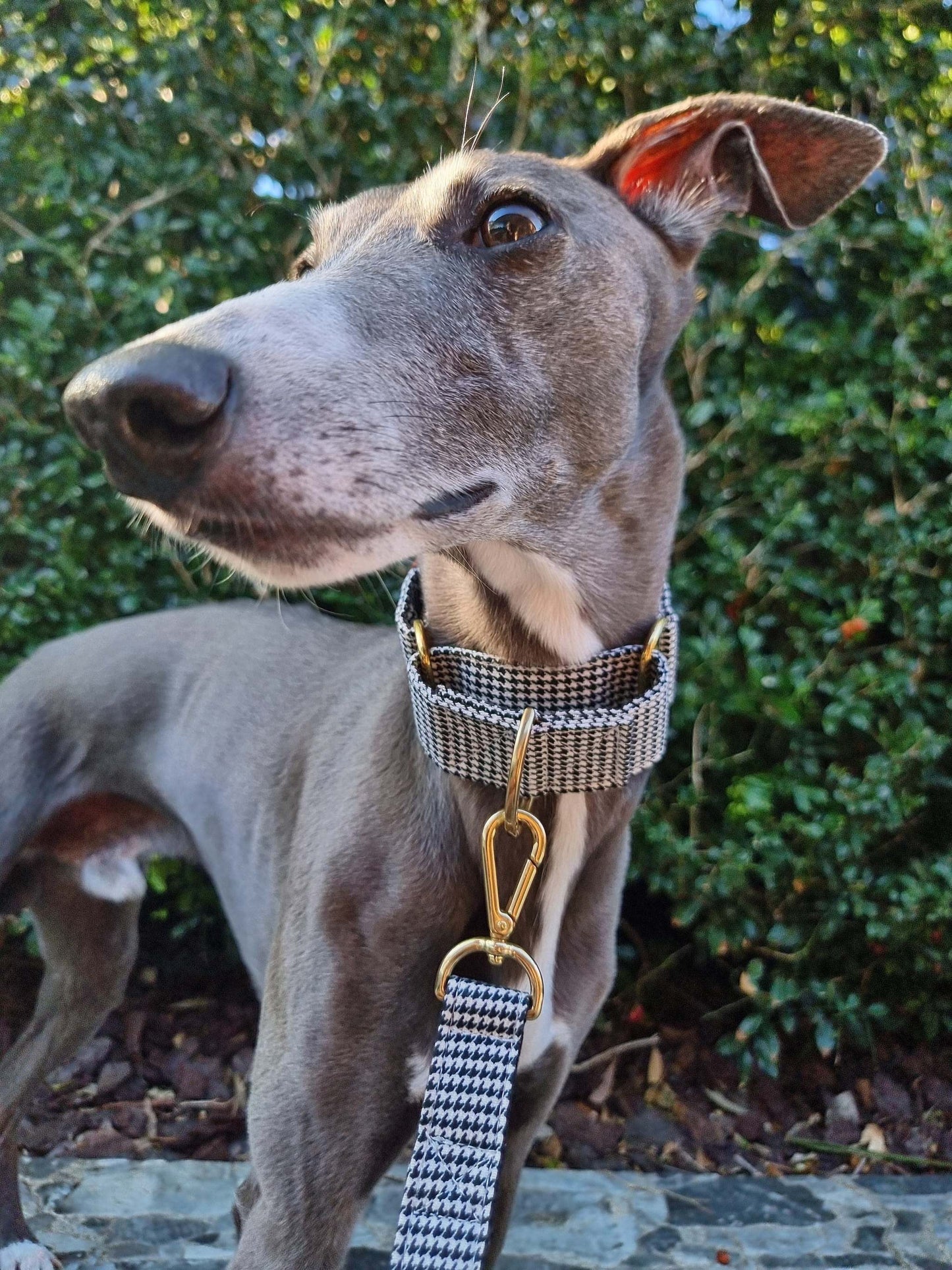 Martingale collar - Houndstooth black and white Martingale collar