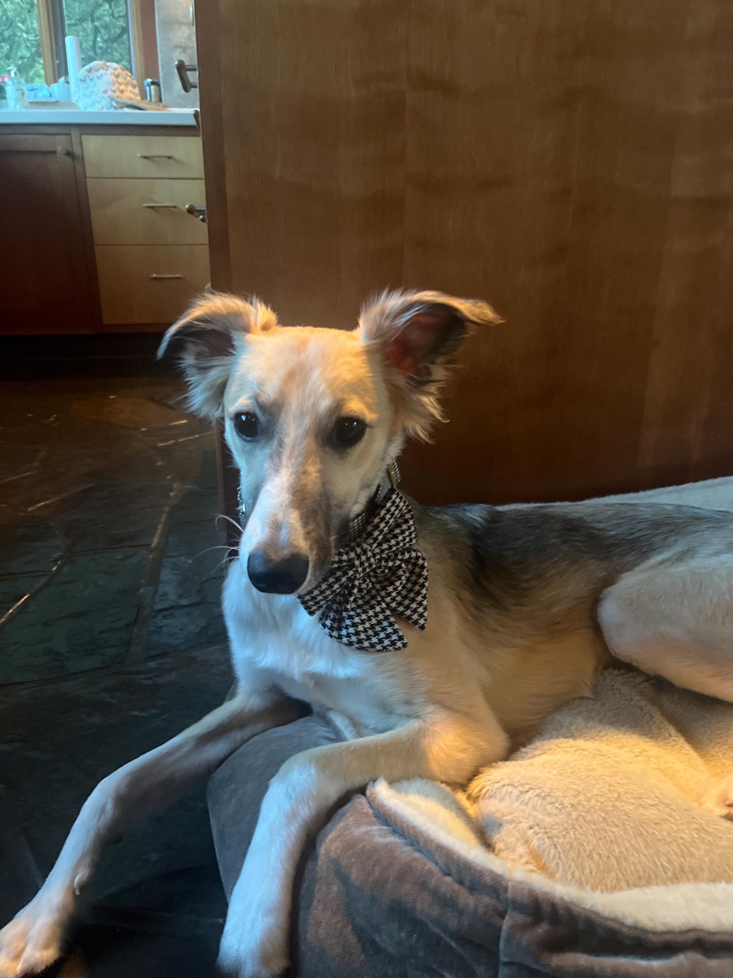 Silken dog collar accessories