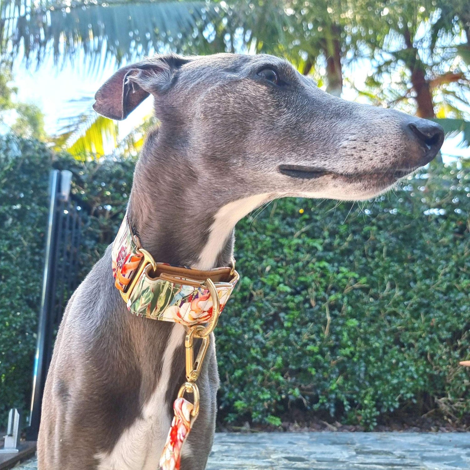 Whippet wearing tropical floral martingale collar standing in front of palm trees