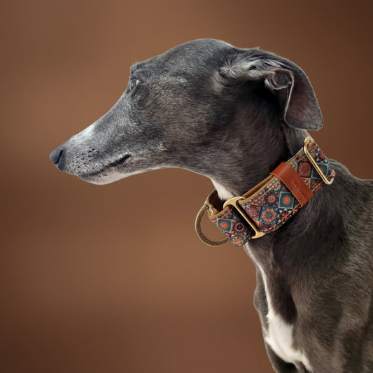 whippet wearing brown regal martingale collar