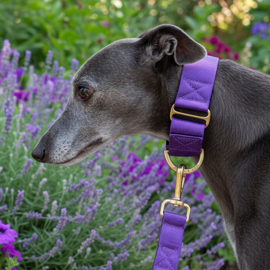 Royal Purple Martingale Collar – Comfortable Padded Dog Collar With Solid Brass Hardware