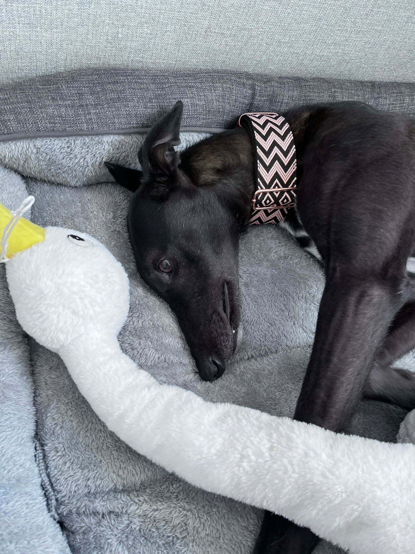 The Midnight Blush Martingale Collar – Padded Black & Pink Jacquard