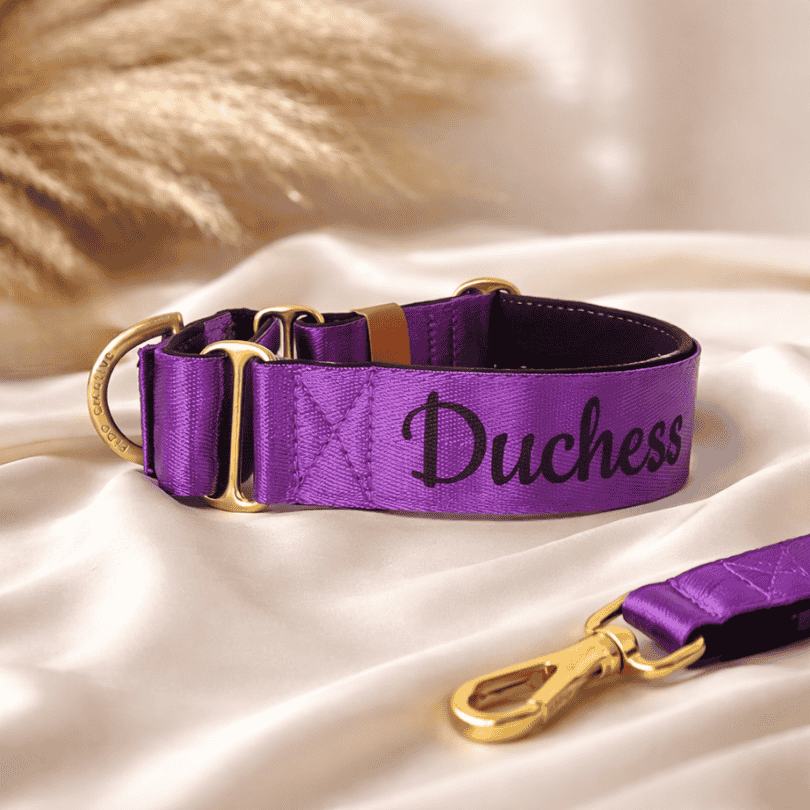 Purple martingale dog collar personalised with dog's name on it