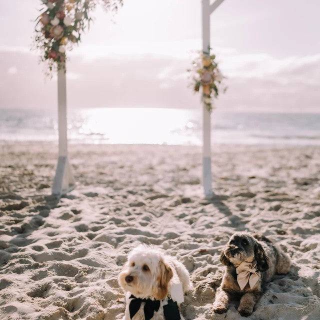 Wedding dog bow ties