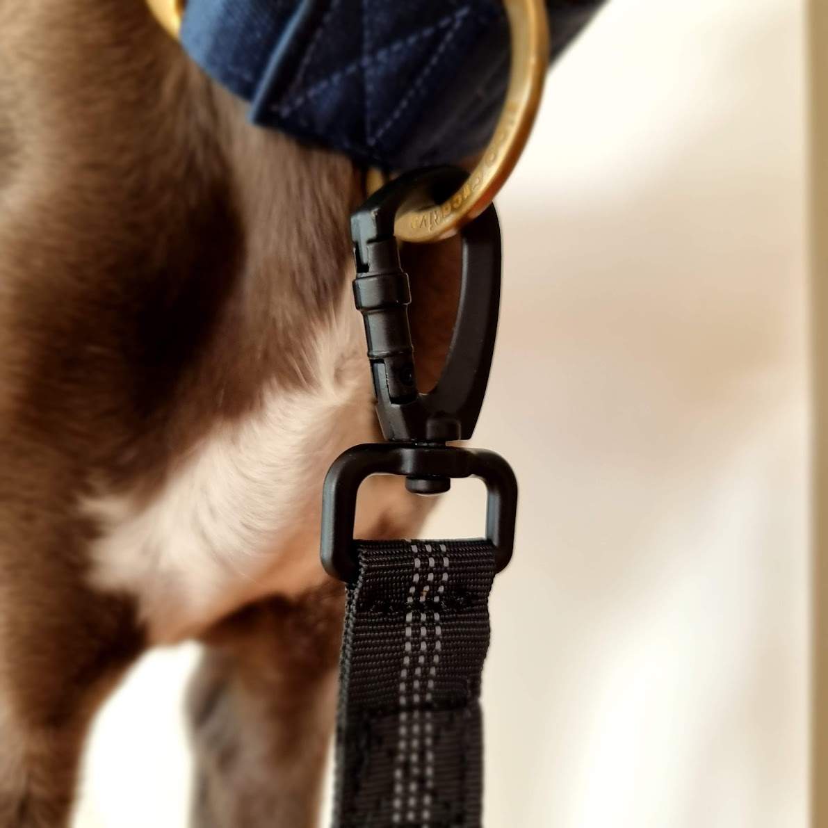 Reflective dog leash - Bungee