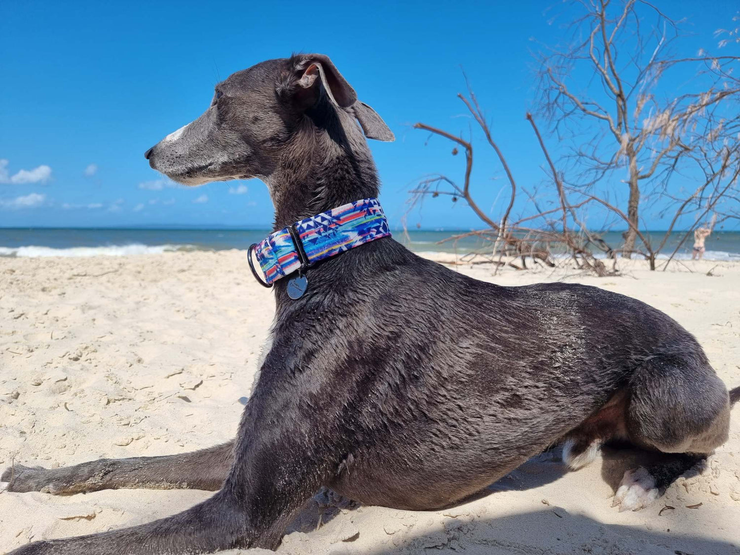 Whippet beach collar