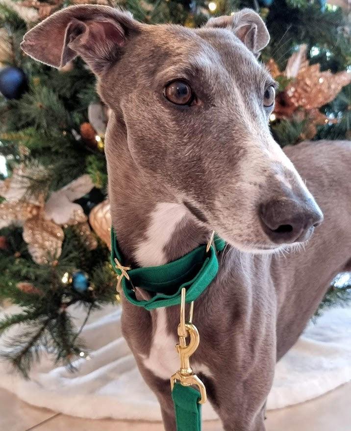 green whippet collar